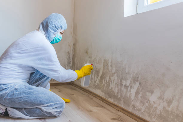 Licensed Mold Inspection service in Millington, MI - WQB Mold Removal